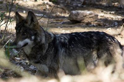 TRABAJA EDOMÉX EN PROGRAMA DE REPRODUCCIÓN PARA SALVAR DE LA EXTINCIÓN AL LOBO GRIS MEXICANO