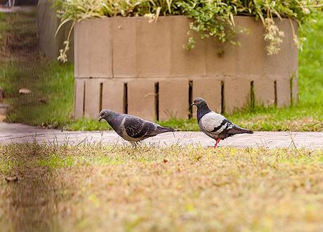 Dos palomas en primer plano.