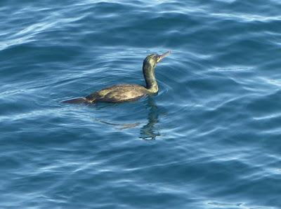 La mavea, el más tempraneru
