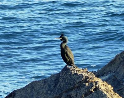 La mavea, el más tempraneru