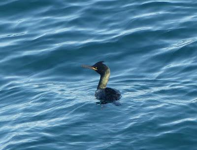 La mavea, el más tempraneru