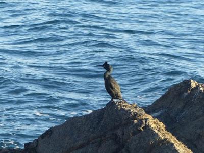 La mavea, el más tempraneru
