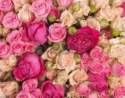 El significado de soñar con un rosal.