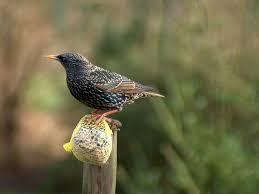 Lo que significa soñar con un estornino. Lo que significa soñar con un estornino.