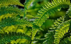 ¿Qué simboliza soñar con un helecho? ¿Qué simboliza soñar con un helecho?