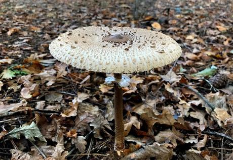 ¡Diciembre en el jardín! December in the garden!