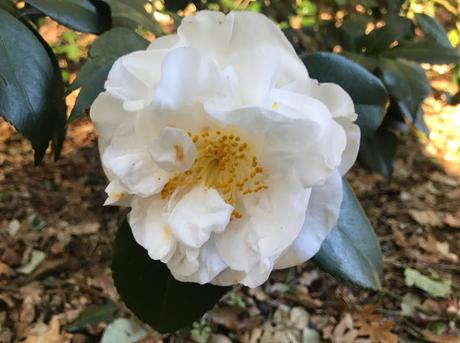 ¡Diciembre en el jardín! December in the garden!