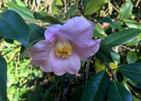 ¡Diciembre en el jardín! December in the garden!