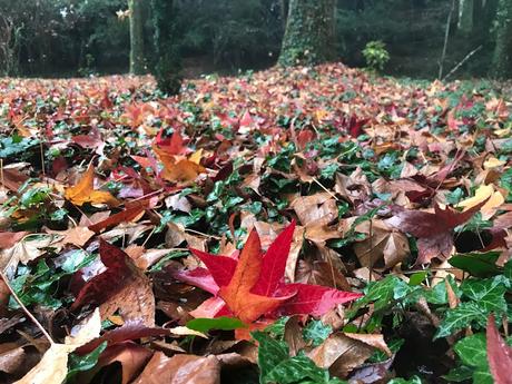 ¡Diciembre en el jardín! December in the garden!