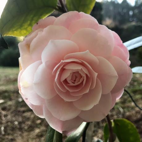 ¡Diciembre en el jardín! December in the garden!