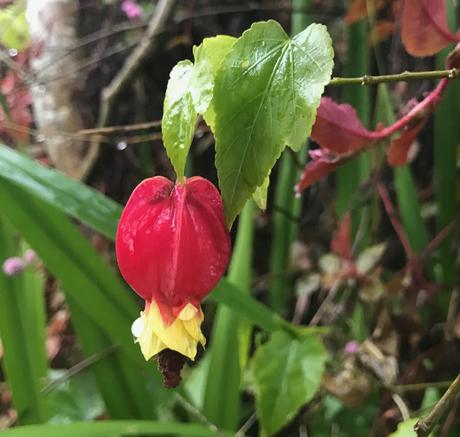 ¡Diciembre en el jardín! December in the garden!