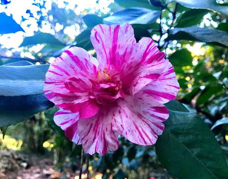 ¡Diciembre en el jardín! December in the garden!