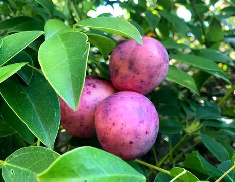 ¡Diciembre en el jardín! December in the garden!