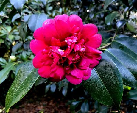 ¡Diciembre en el jardín! December in the garden!