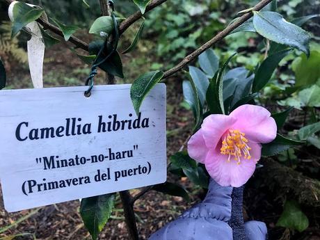¡Diciembre en el jardín! December in the garden!
