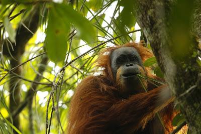 Nueva especie de orangután ¿Sí o no? Nueva especie de orangután ¿Sí o no?