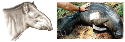 Nueva especie de orangután ¿Sí o no? Nueva especie de orangután ¿Sí o no?