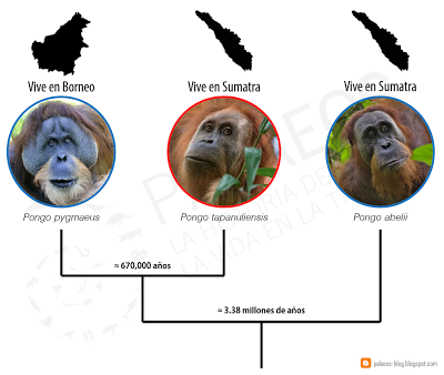 Nueva especie de orangután ¿Sí o no? Nueva especie de orangután ¿Sí o no?