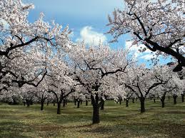 Soñar con almendros: Se avecina tranquilidad y prosperidad.