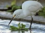 simboliza soñar garzas.