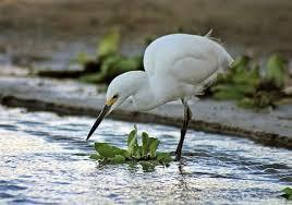 Lo que simboliza soñar con garzas.