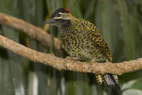 Carpintero real (Green-barred Woodpecker) Colaptes melanochloros
