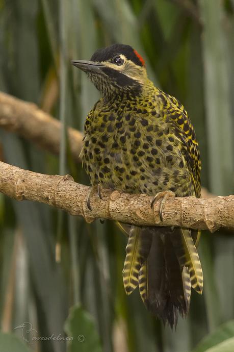 Carpintero real (Green-barred Woodpecker) Colaptes melanochloros
