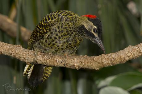 Carpintero real (Green-barred Woodpecker) Colaptes melanochloros
