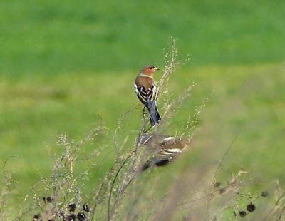 Por la campiña de Verdicio (1)