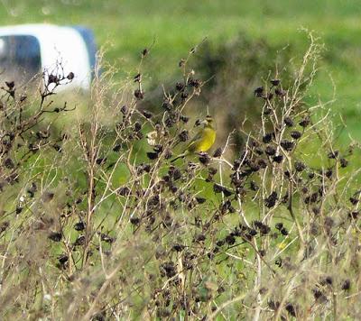 Por la campiña de Verdicio (1)