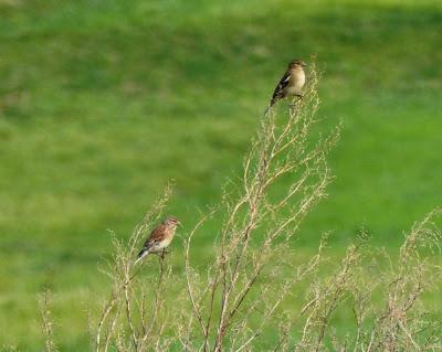 Por la campiña de Verdicio (1)