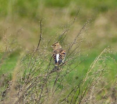 Por la campiña de Verdicio (1)