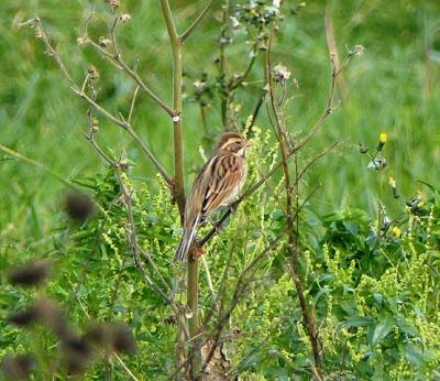 Por la campiña de Verdicio (1)