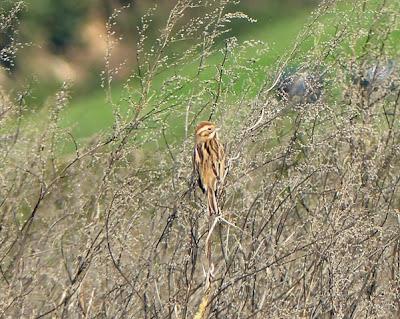 Por la campiña de Verdicio (1)