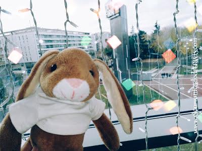 ENIGMA DE ADVIENTO. CONEJITO TOMA EL CONTROL