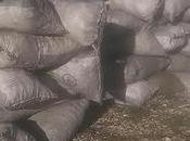 Incautan carbón dominicanos haitianos Descubierta.