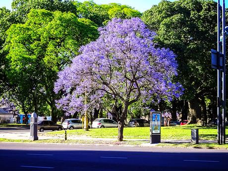 Arboles de Buenos Aires: Jacarandá