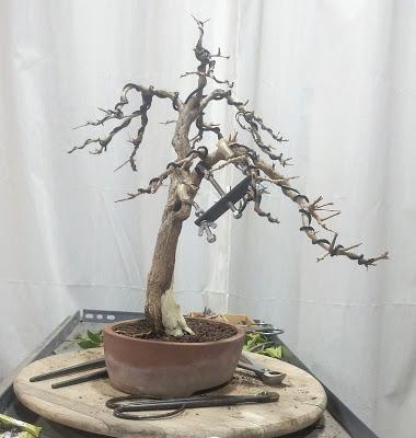 Granado Nejikan 2017 Granado Nejikan 2017