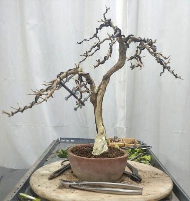 Granado Nejikan 2017 Granado Nejikan 2017