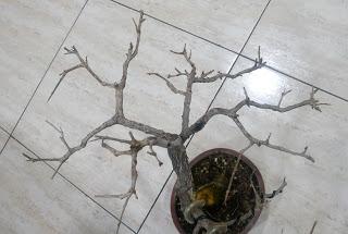 Granado Nejikan 2017 Granado Nejikan 2017