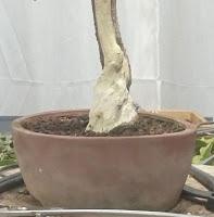 Granado Nejikan 2017 Granado Nejikan 2017