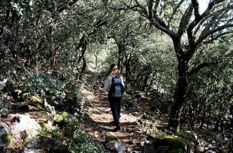 Ruta de la Cueva de la Mora, la cárcel de cuarzo de la reina Quilama Sendero que nos encontramos al bajar la pedrera flanqueado por robles Cueva de la Mora