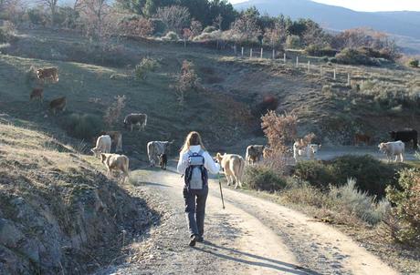Ruta de la Cueva de la Mora, la cárcel de cuarzo de la reina Quilama Ganado en el camino llegando a Navarredonda de la Rinconada Cueva de la Mora