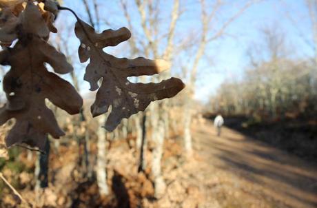 Ruta de la Cueva de la Mora, la cárcel de cuarzo de la reina Quilama Los robles, protagonistas de la ruta Cueva de la Mora