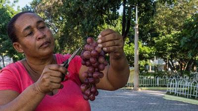 Arnoly, mujer trabajadora de barrio,vendedora de uvas, vinos y mermeladas. Arnoly, mujer trabajadora de barrio,vendedora de uvas, vinos y mermeladas.