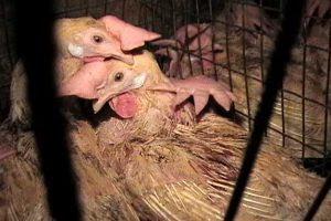 Entrevista a un matarife de pollos (ALA, invierno 2002/2003)