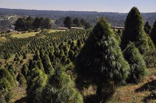 ASIGNA PROBOSQUE MÁS DE $761 MILLONES A CUIDADO DE ÁREAS FORESTALES MEXIQUENSES