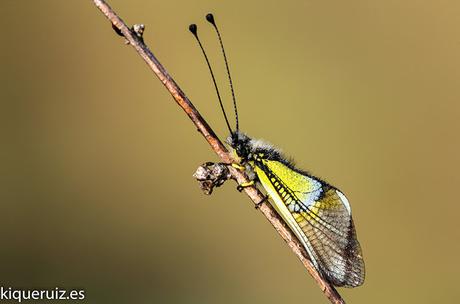 La libélula mariposa La libélula mariposa