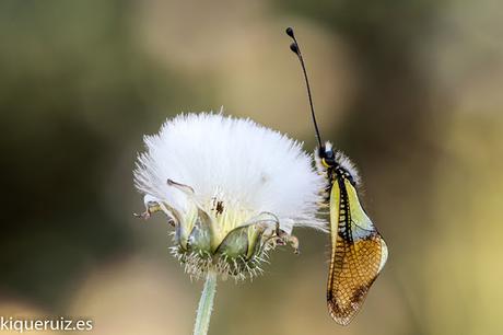La libélula mariposa La libélula mariposa