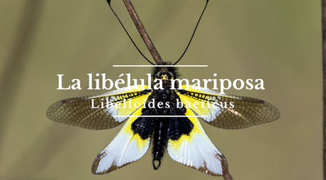 La libélula mariposa La libélula mariposa